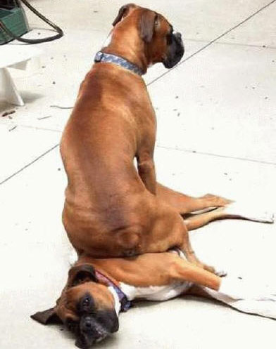 dogpillow