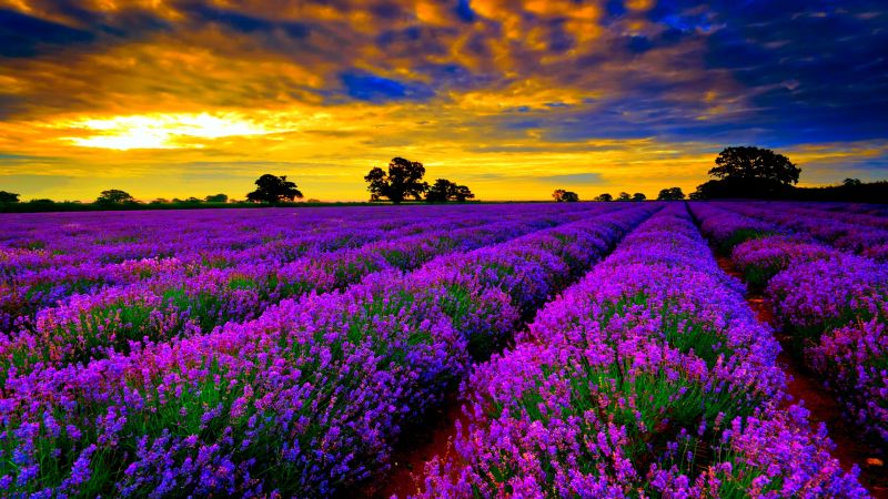 lavender_fileds