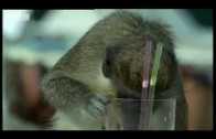 Alcoholic vervet Monkeys