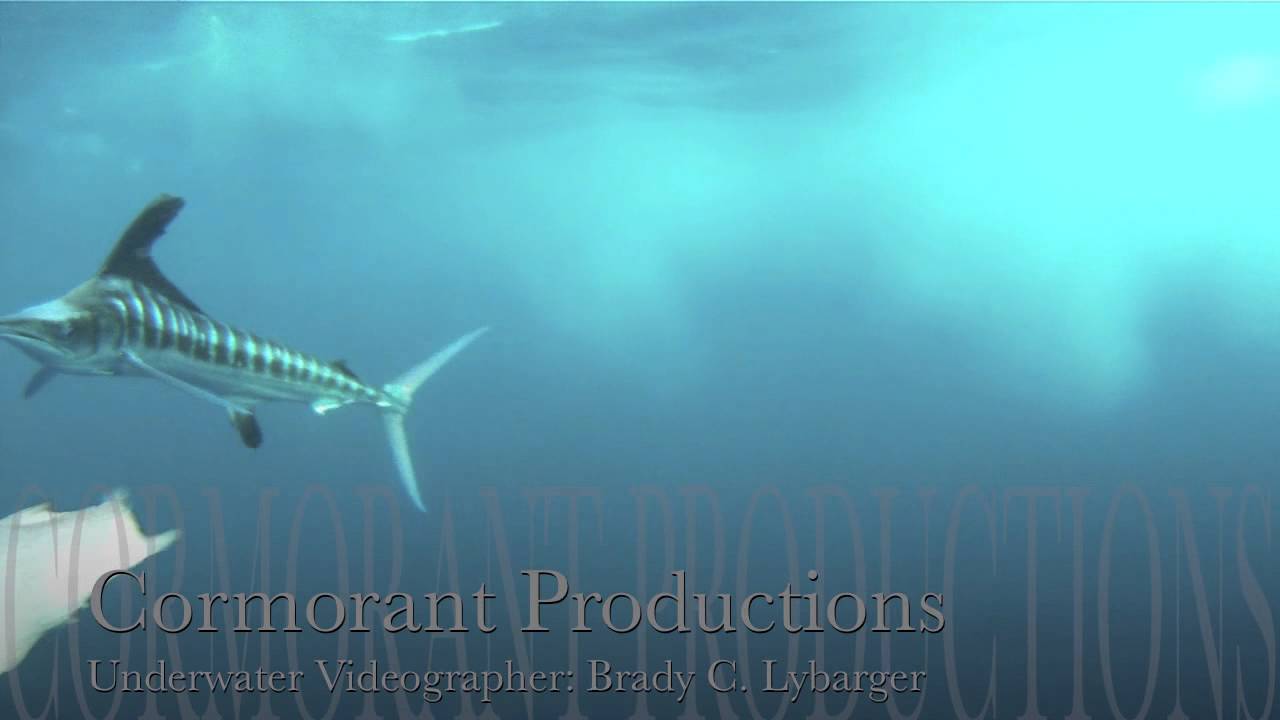 White Marlin Chasing Bait