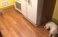 Puppy doesn’t want to eat alone