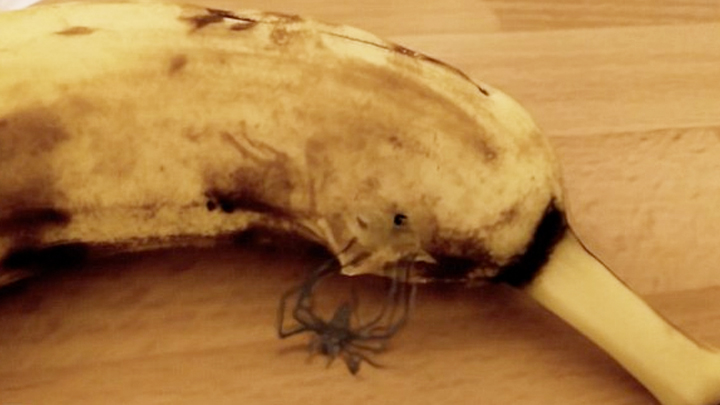 Cats Annoying Babies Compilation