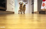 Puppies running for food timelapse
