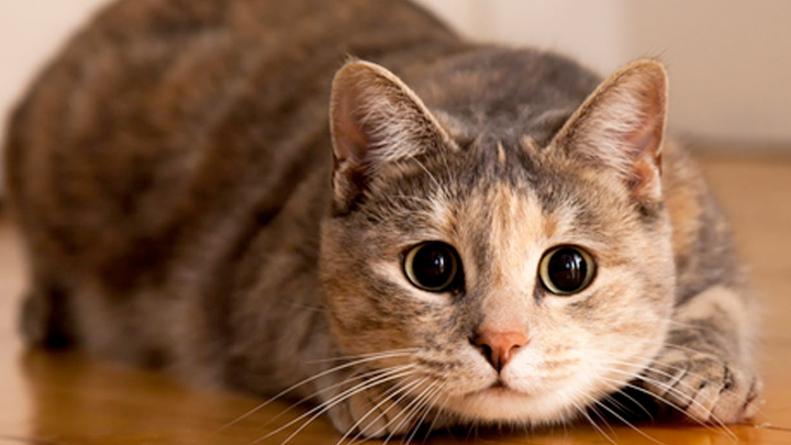 A regular day for cat lovers