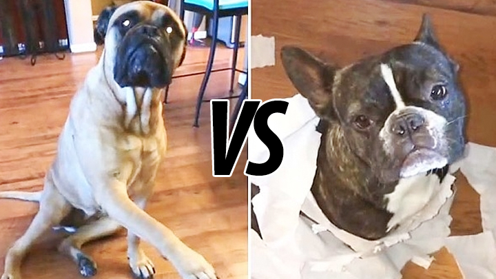 Dog tells on his friend