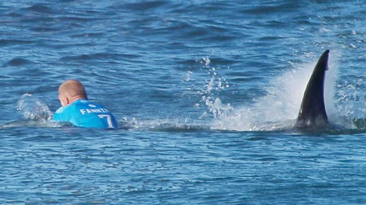 Shark attacks surfer