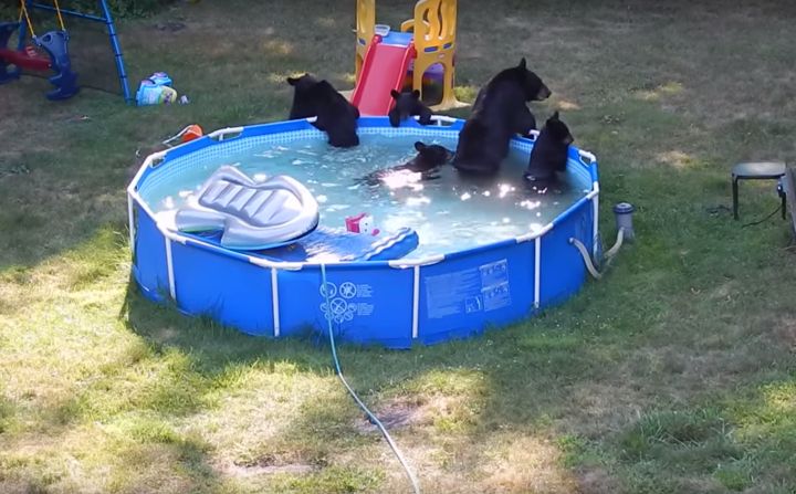 Bears in the pool, I repeat bears in the pool