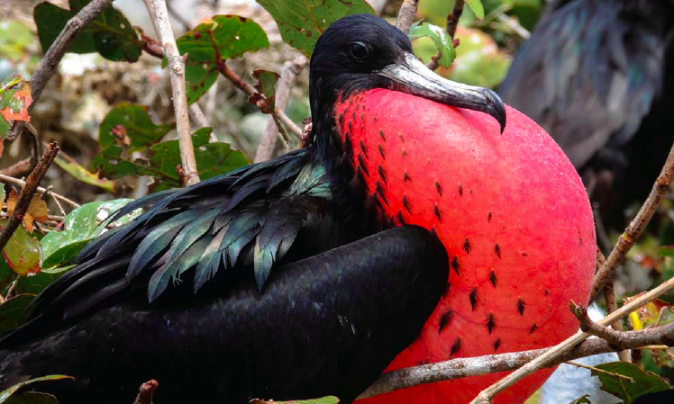 Magnificent Frigatebird