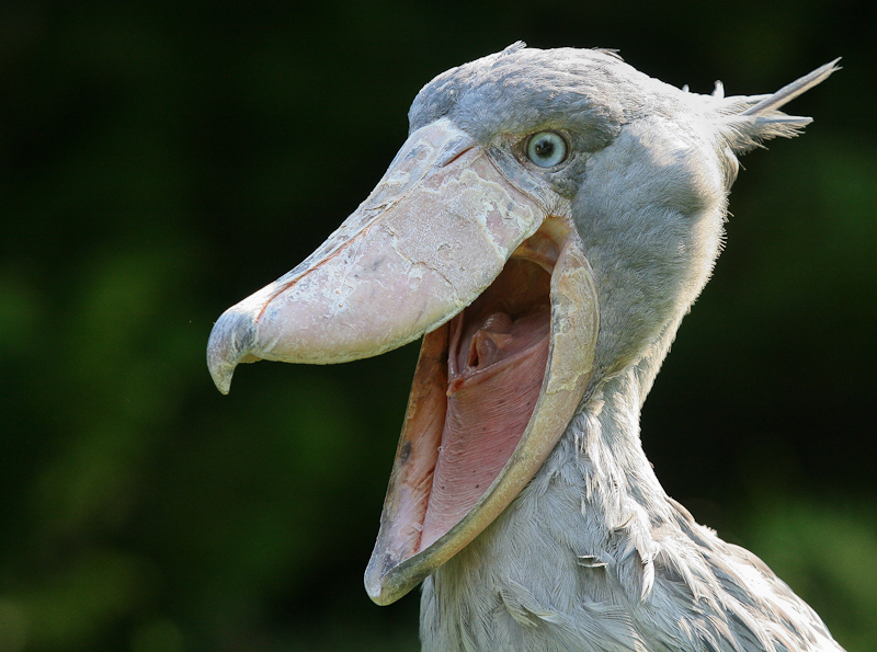 Shoebill_funny