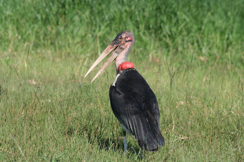 Stork_marabou