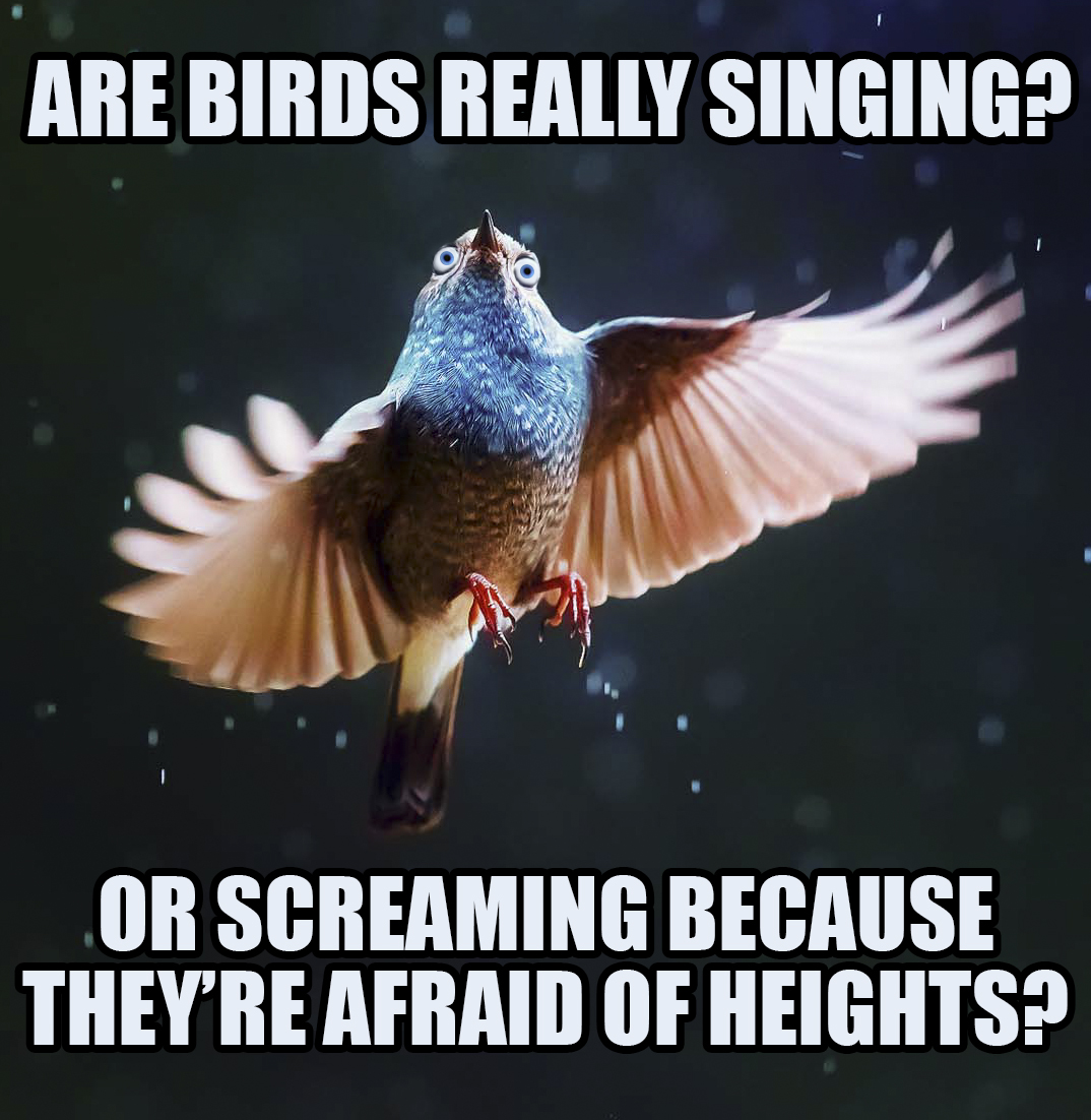 are birds really singing