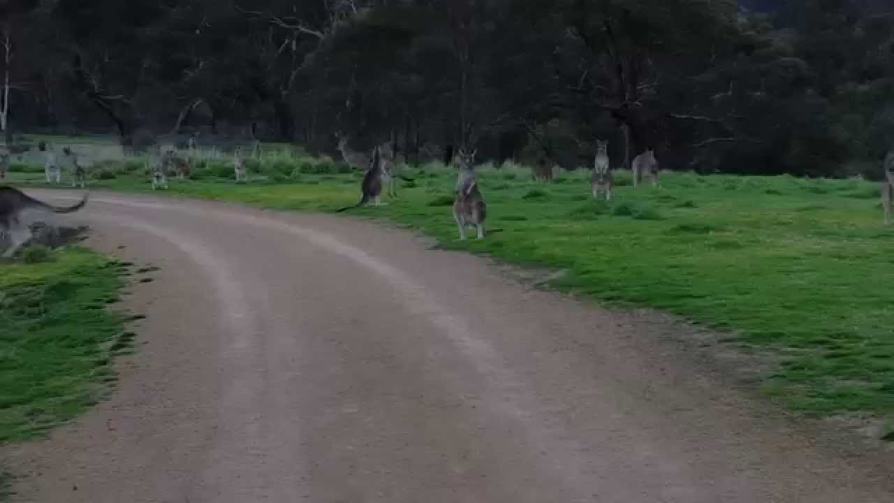 Biker encounters a horde of kangaroos