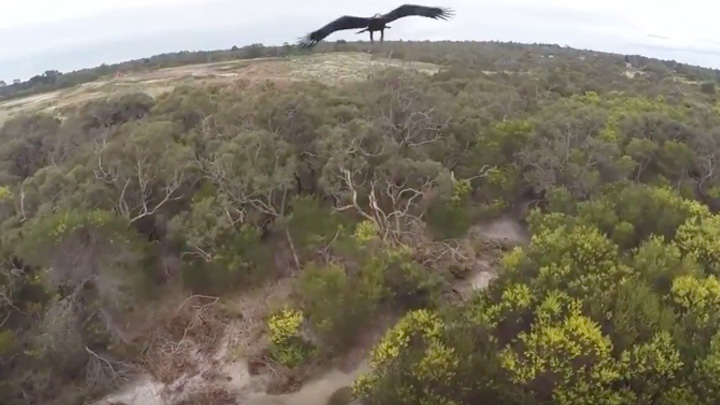 Eagle vs Drone