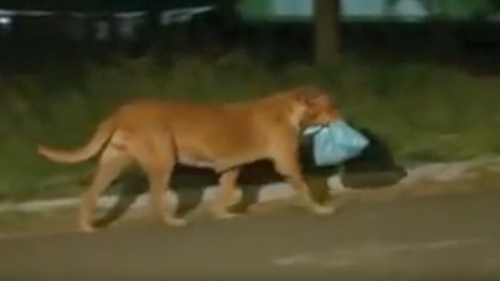 Amazing story about this Brazilian dog