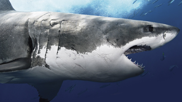 Cats Annoying Babies Compilation