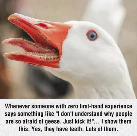 why are people so afraid of geese?