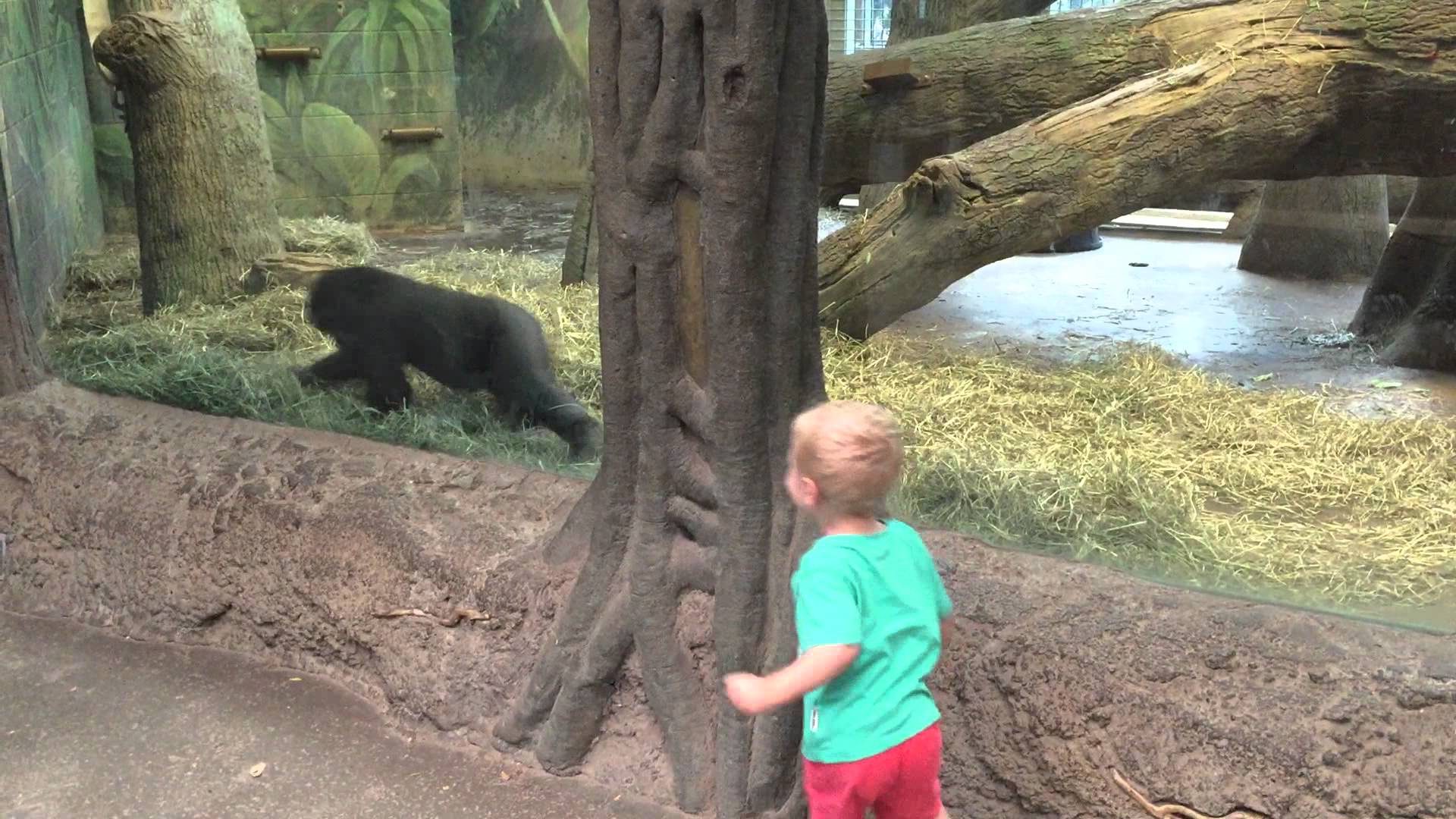 A kid playing with the baby gorilla