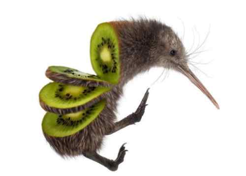 kiwi