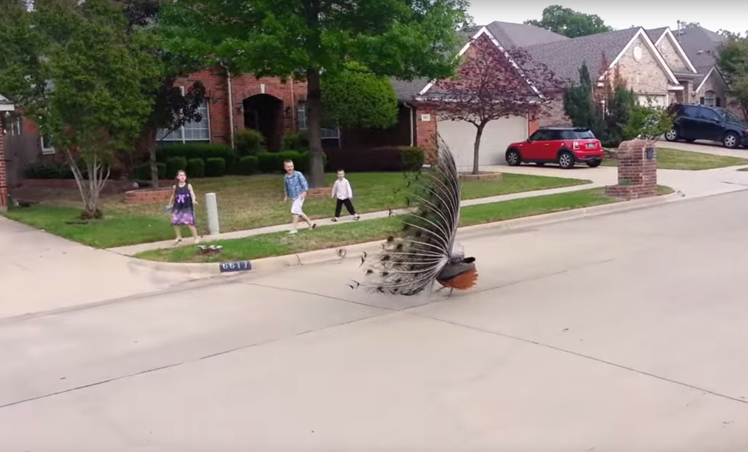 Angry peacock scares kids