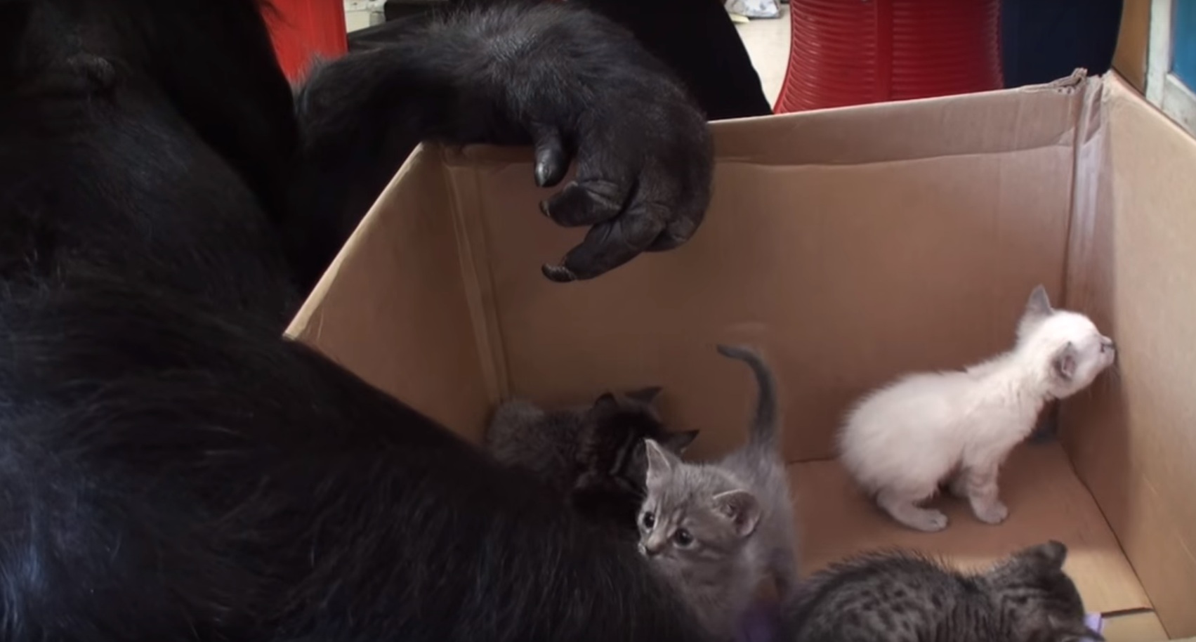 Cats Annoying Babies Compilation