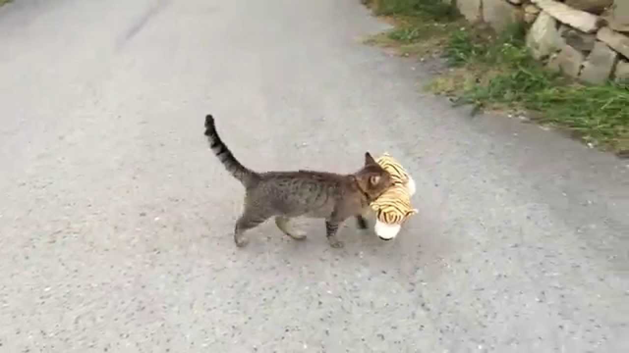 Cat borrows the neighbor’s toy