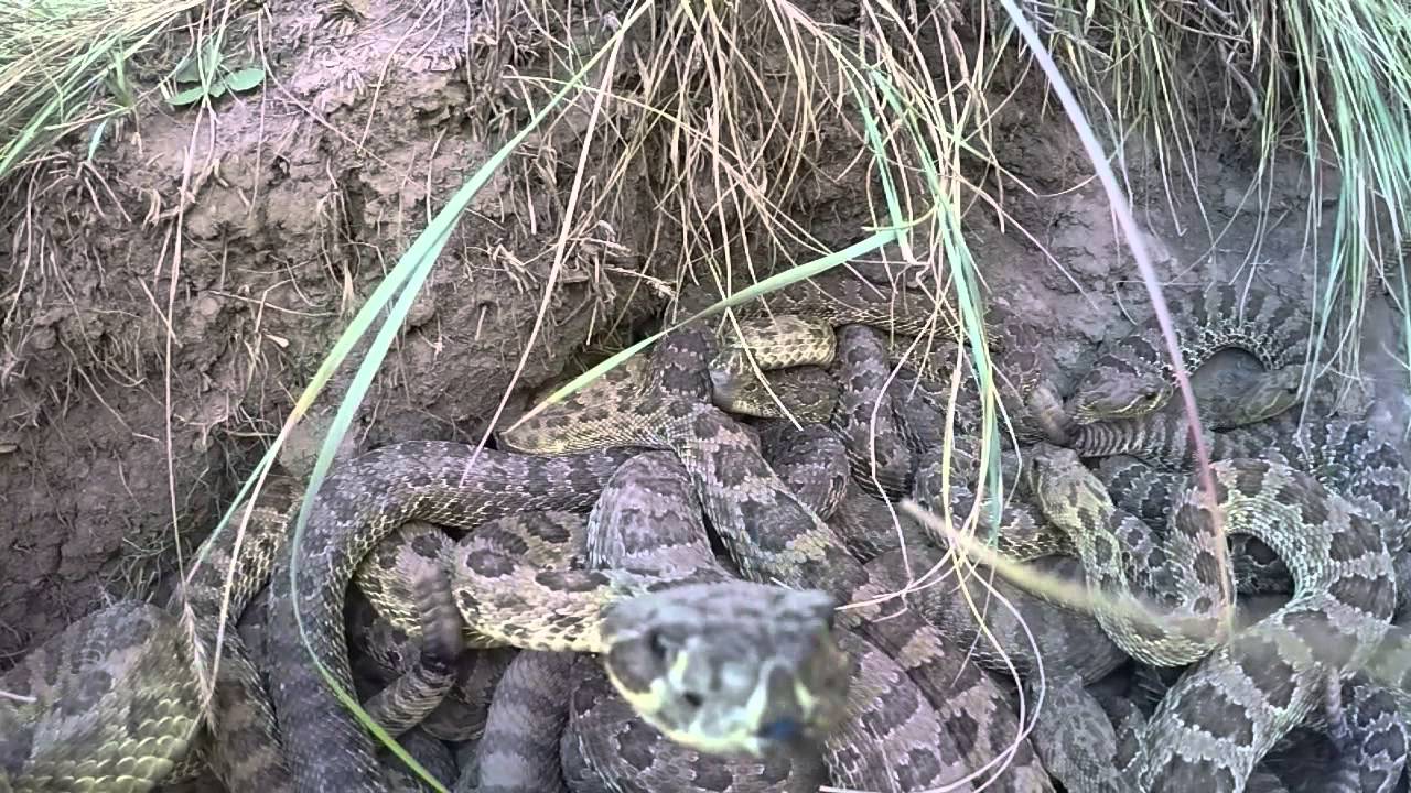 Rattle snakes attack a GoPro camera