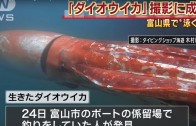 Giant squid filmed near Japan’s coast