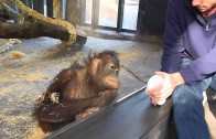 Zoo monkey watches a magic trick