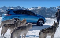 Wolf-pack Toyota commercial