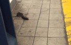 The famous NY pizza rat returns
