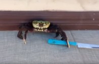 Funny crab with a kinfe