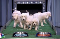 Puppies predict the winners