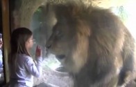 Little girl and the zoo lion