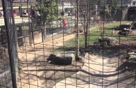 Guy jumps the tiger fence to retrieve a hat