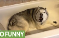 Moody Husky howls in the bathtub