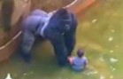 Toddler rescued by a zoo Gorilla