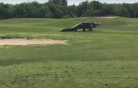Huge Gator on the Golf Field