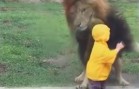 Lion vs toddler in Japan