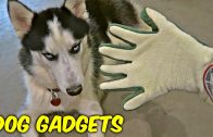 Random dog gadgets put to the test