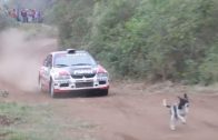 Rally driver saves a dog’s life