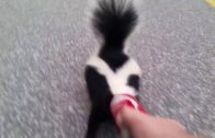 Brave man helps a skunk