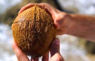 Open coconuts with just a rock