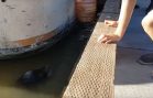 Sea lion grabs a girl and pulls her in the water