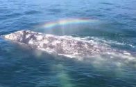 Whale shoots rainbow out of her blowhole