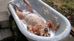Dogs Do Funny Things