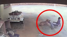 Dogs Versus Intruders