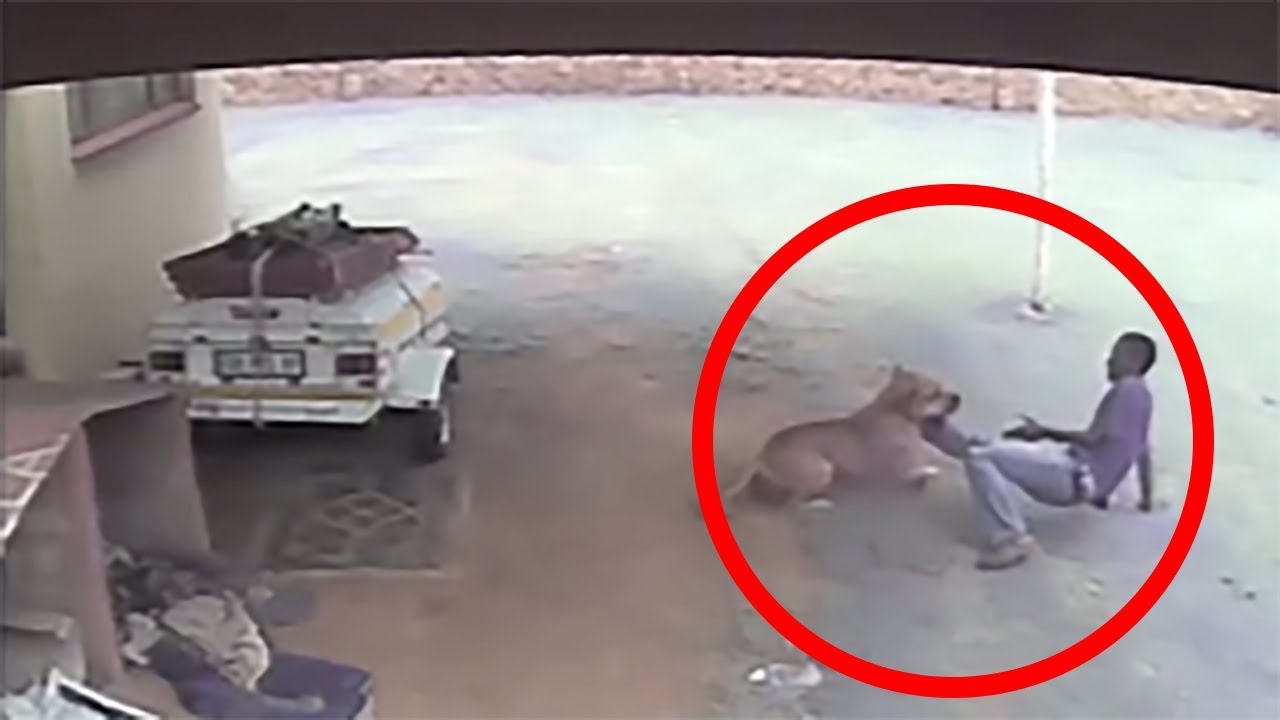 Dogs Versus Intruders