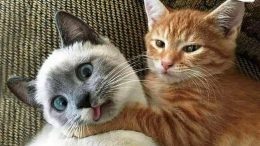 Funniest cats and dogs compilation