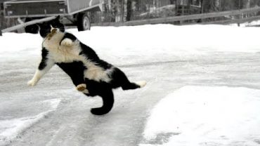 Funny animals on ice and snow