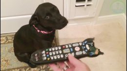 Guilty Pets Compilation